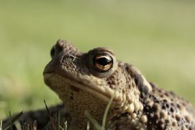 Close-up portrait of the colorful frog among the grass