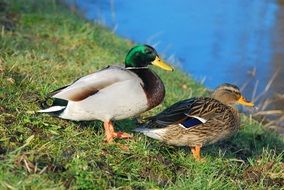 Pair of beautiful and colorful water ducks on the shore with grass