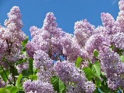 Lush lilac plants in bloom