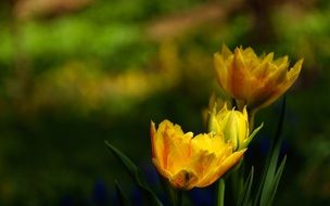 acute yellow Tulip