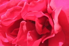 pink flower petals closeup