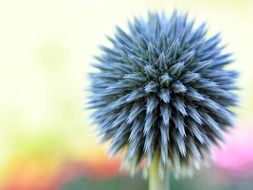 macro photo of a blue round flower