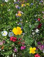 colorful flowers in the meadow under the summer sun