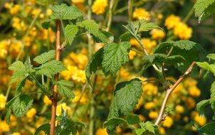 bramble leaves plant