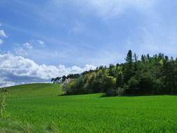 forest on a green meadow in summer