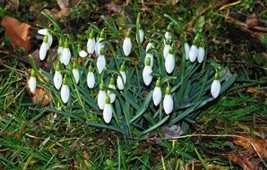 flowers snowdrop spring bloom