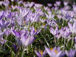 purple lotuses with orange stamens in the garden
