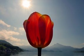 tulip flowers on a mountains background