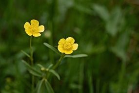 Yellow buttercup plant macro photo