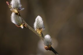 pussy willow as a symbol of spring
