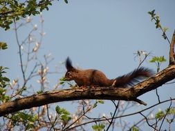 red forest squirrel