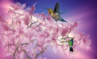 Bright birds on pink orchid flowers