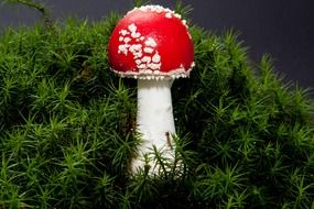 Red and white fly agaric mushroom among green moss