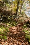 autumn forest path in leaves trees