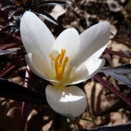 very beautiful crocus