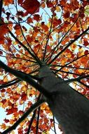 Bottom view of the beautiful tree with colorful foliage in autumn