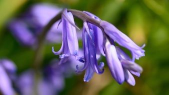 delightful hyacinth flower