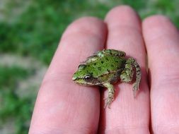small water frog on hand