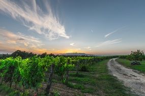 tuscany grapes field