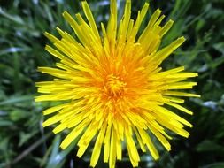 yellow bud of dandelion closeup