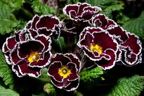 very beautiful primula