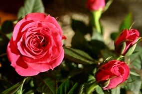 a bouquet of roses in bud