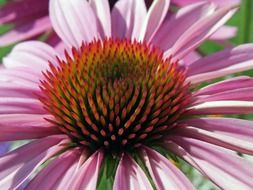 fluffy core of echinacea