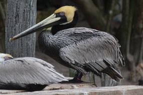 two grey pelicans on stone