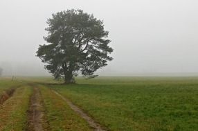 big tree in a green field in a haze