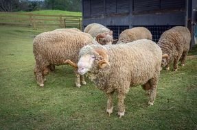 purebred sheep on a farm