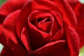 delightful red blossom close-up
