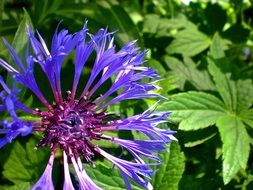 blue flower with pointed petals closeup