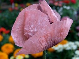 poppy flower meadow plant nature