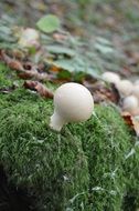 White mushroom on green moss