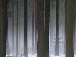 winter forest, Dresden