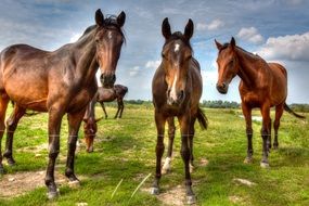 Beautiful colorful horses on the green pasture on natural landscape