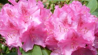 bright pink rhododendron closeup