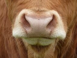 cows nose macro