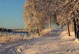 Trees in the snow in Finland