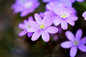 hepatica is a spring flower