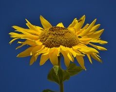 sunflower on a blue sky background close-up