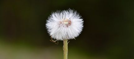 white dandelion on a dark background