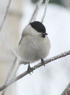 tit willow on a branch close-up on blurred background