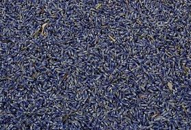 harvest dry lavender