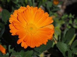 closeup view of Orange flowers in nature
