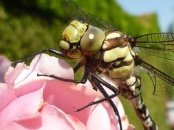 green dragonfly on a pink flower
