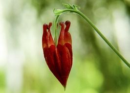 stunningly beautiful red sitka bud