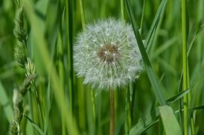 dandelion seeds in the field