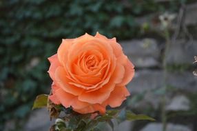 pink orange rose bloom