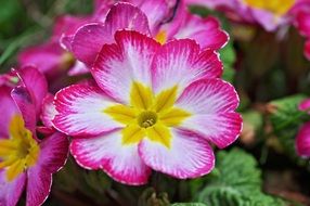 bright pink primroses close-up